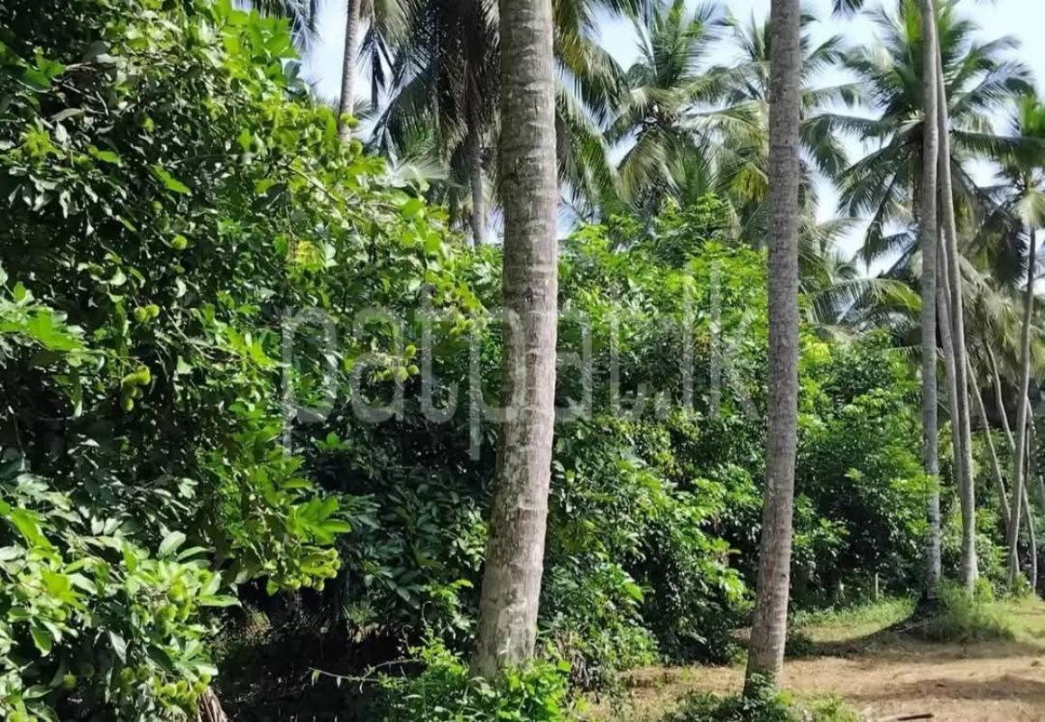Agricultural Land for Sale in Badalgama
