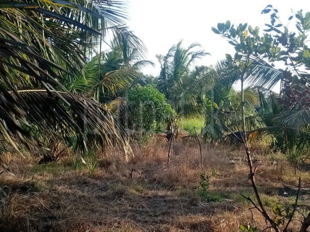 Residential Land for Sale in Anuradhapura ads-image-1