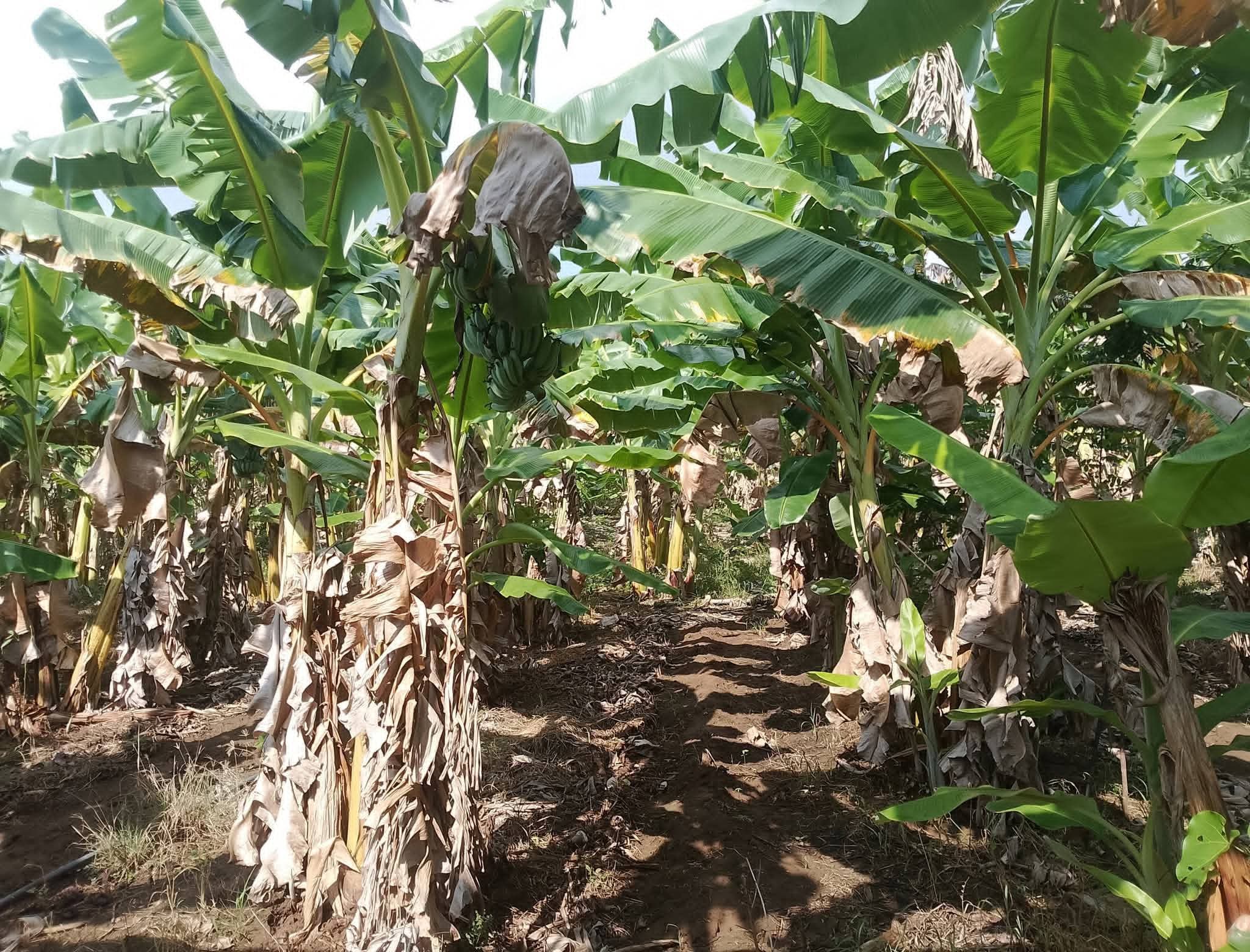 Agricultural Land for Sale in Udamattala