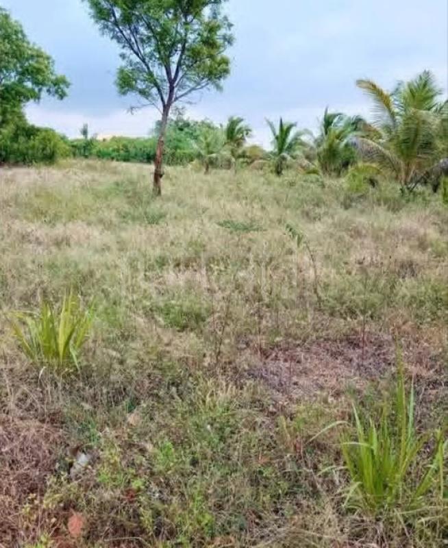 Agricultural Land for Sale in Anuradhapura