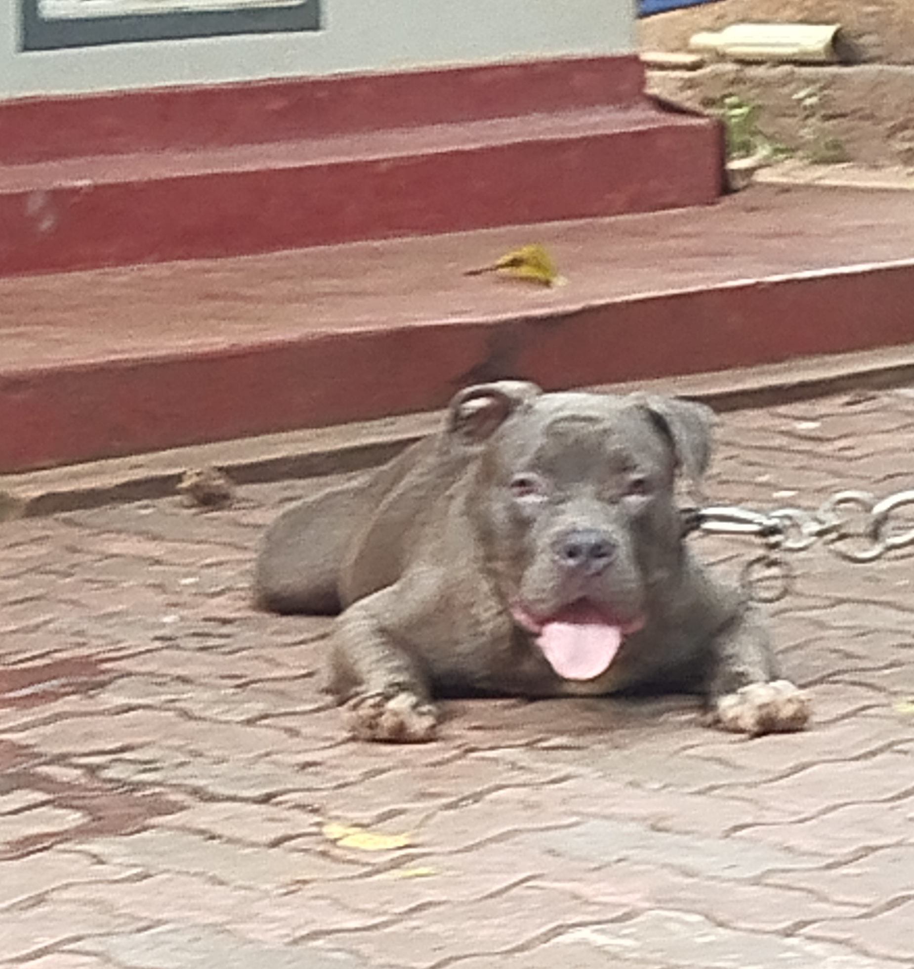 American Pit Bull