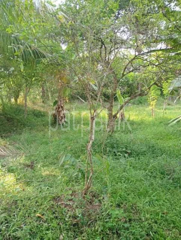 Agricultural Land for Sale in Kotadeniyawa