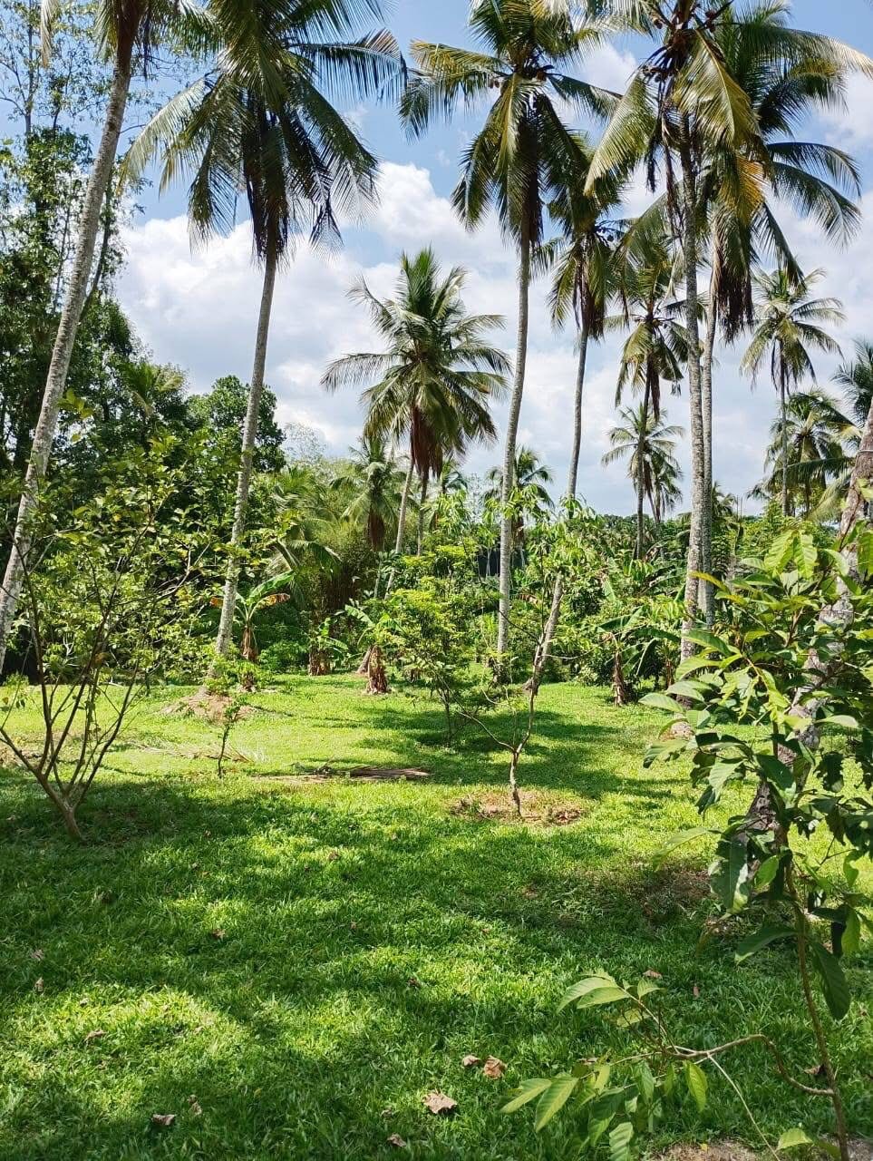 Commercial Land for Sale in Yakkala