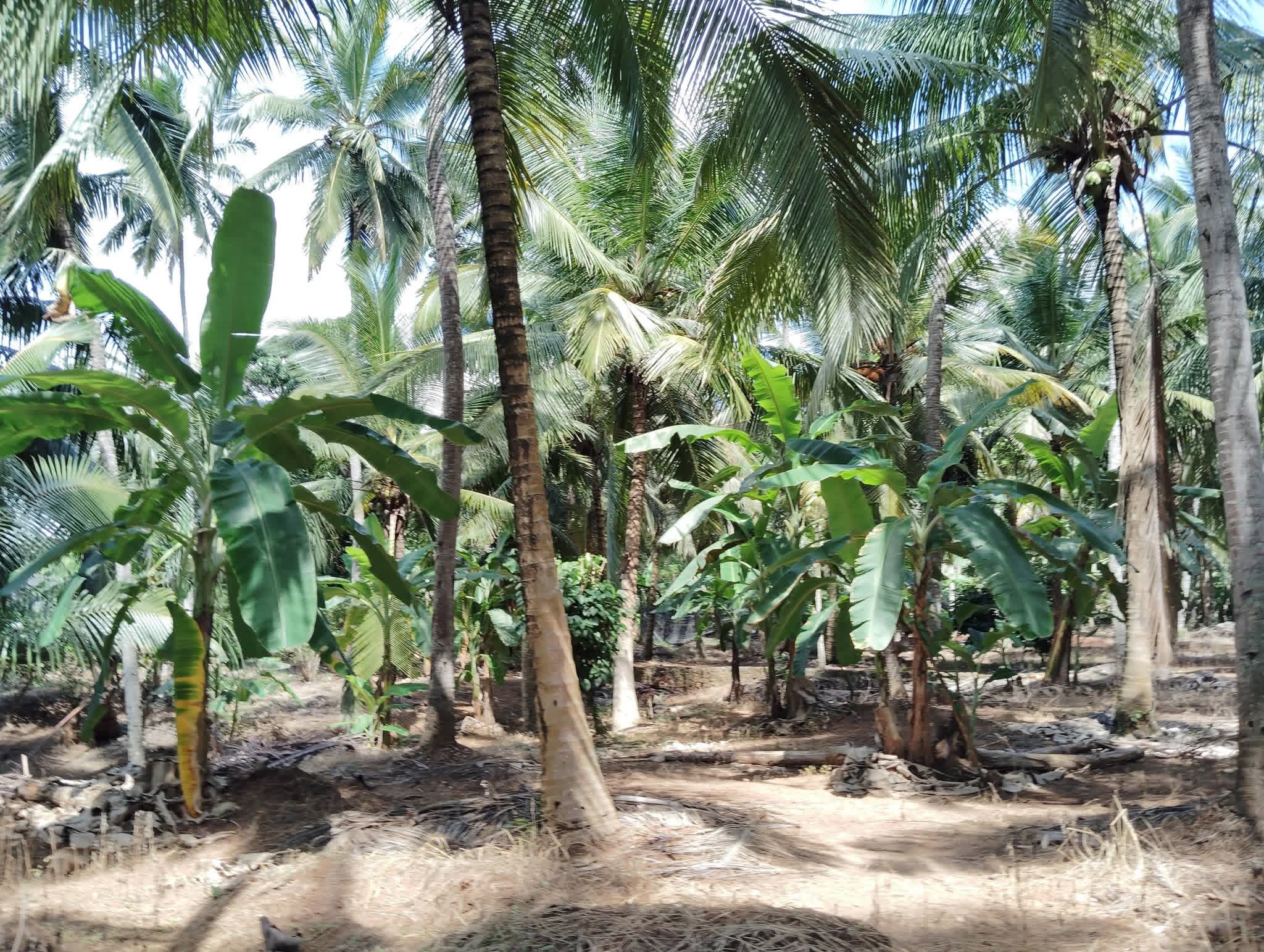 Commercial Land for Sale in Melsiripura