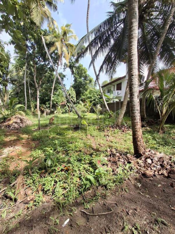 Agricultural Land for Sale in Panadura