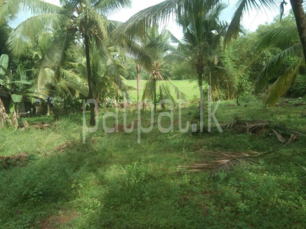 Agricultural Land for Sale in Pannala
