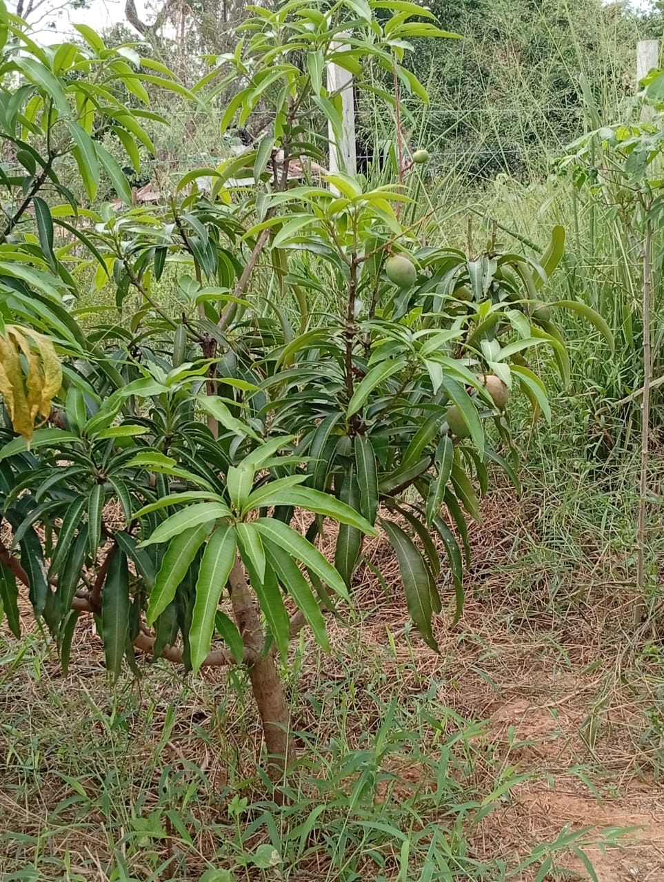 House for Sale in Embilipitiya