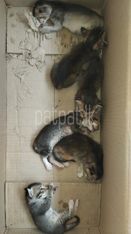 Advertisement image 1