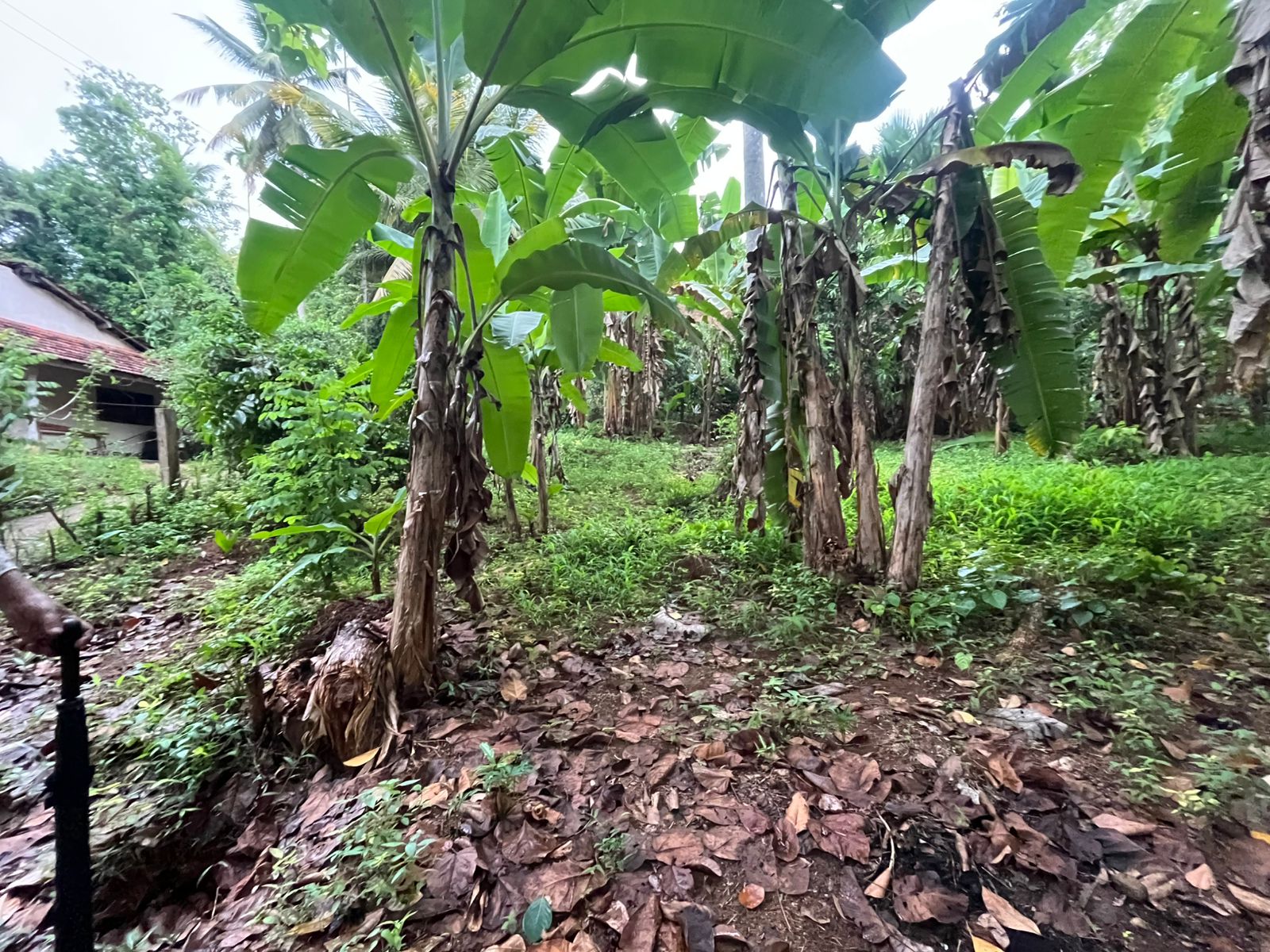 Commercial Land for Sale in Rambukkana