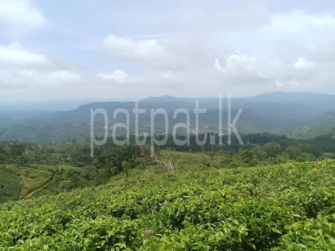 Agricultural Land for Sale in Adampan