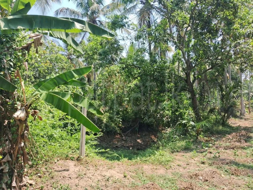 Agricultural Land for Sale in Mawathagama ads-image-1