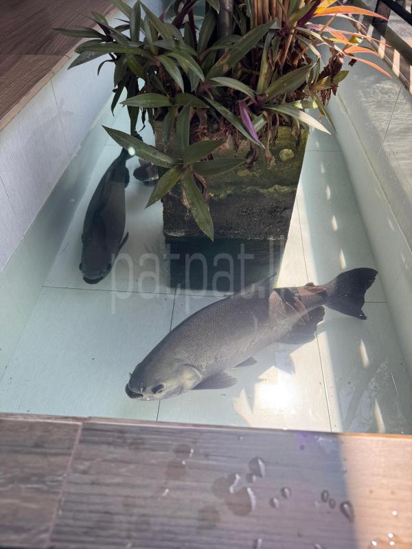 Pacu and Cat Fish for sale ads-image-1