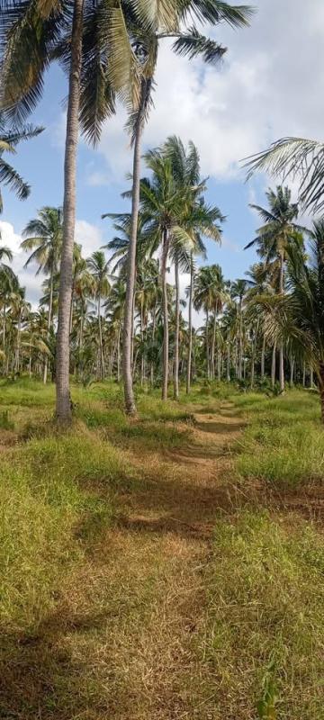 Agricultural Land for Sale in Kuliyapitiya