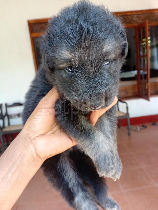 Original German Shepherd Puppies