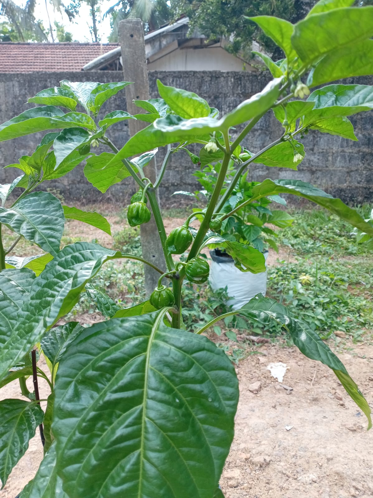 dark green scotch bonnet plants