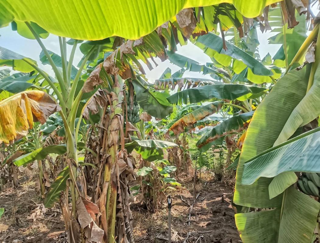 Agricultural Land for Sale in Katunayake