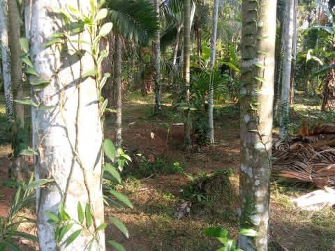 Agricultural Land for Sale in Divulapitiya
