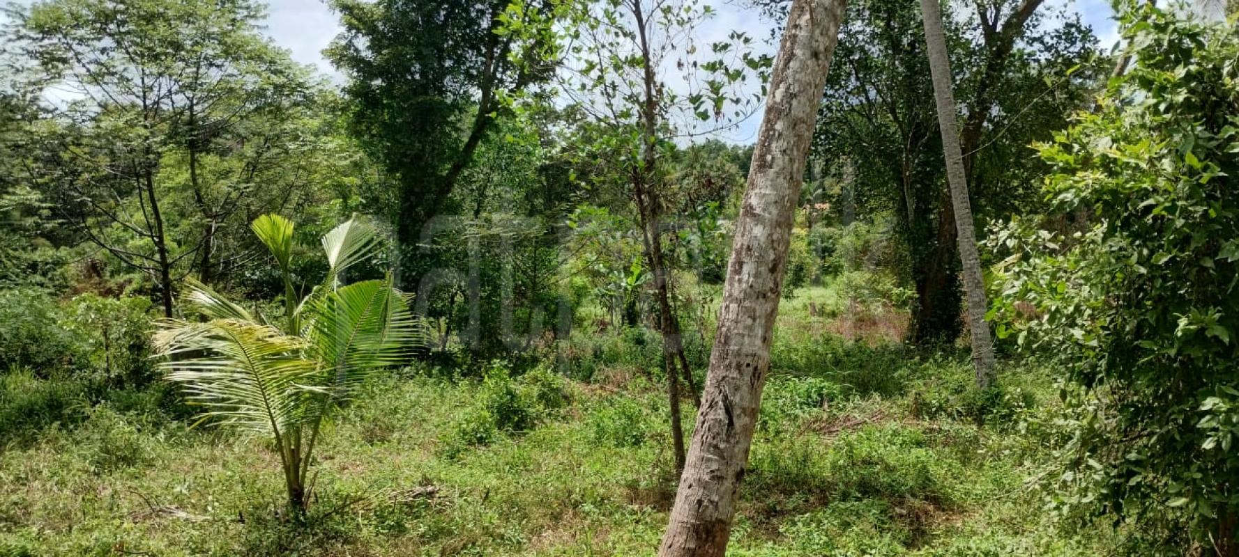 Commercial Land for Sale in Raddolugama