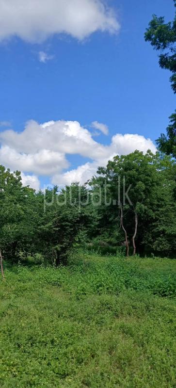 Residential Land for Sale in Kataragama