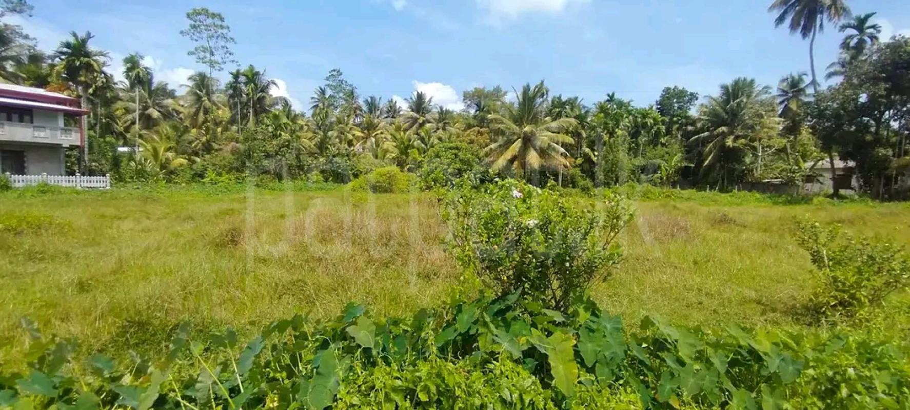 Agricultural Land for Sale in Moragahahena