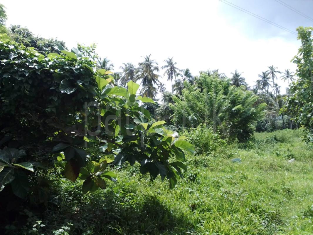 Agricultural Land for Sale in Pannala