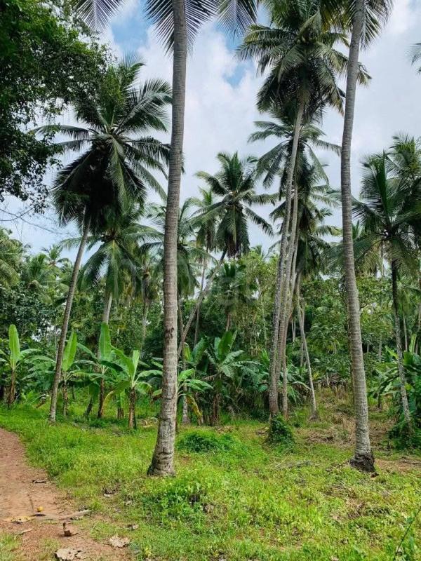 Commercial Land for Sale in Divulapitiya