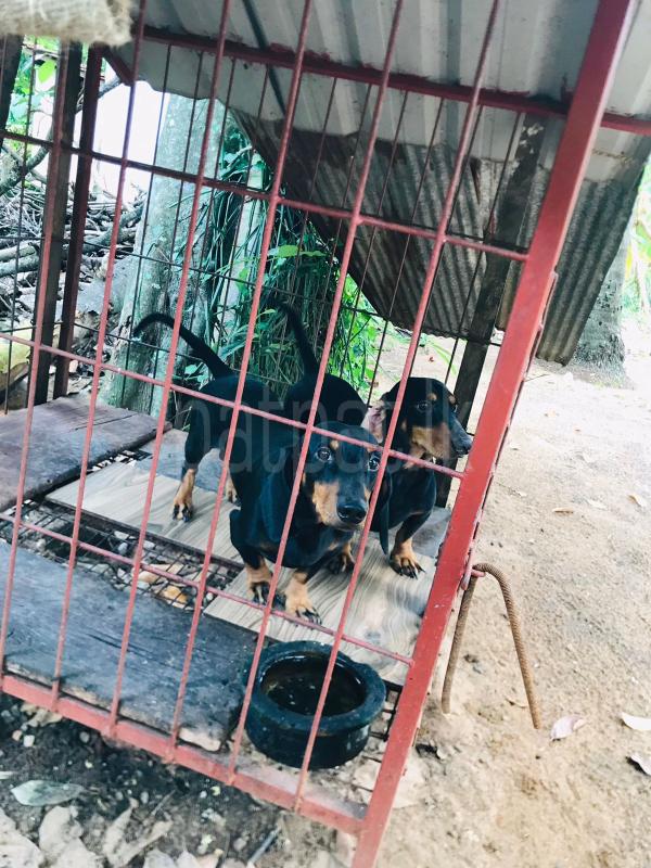 DOG CROSING