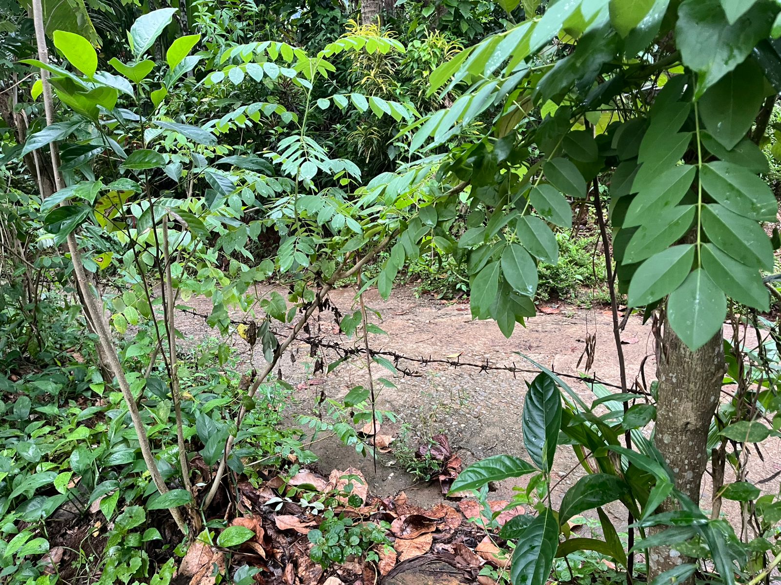 Commercial Land for Sale in Rambukkana