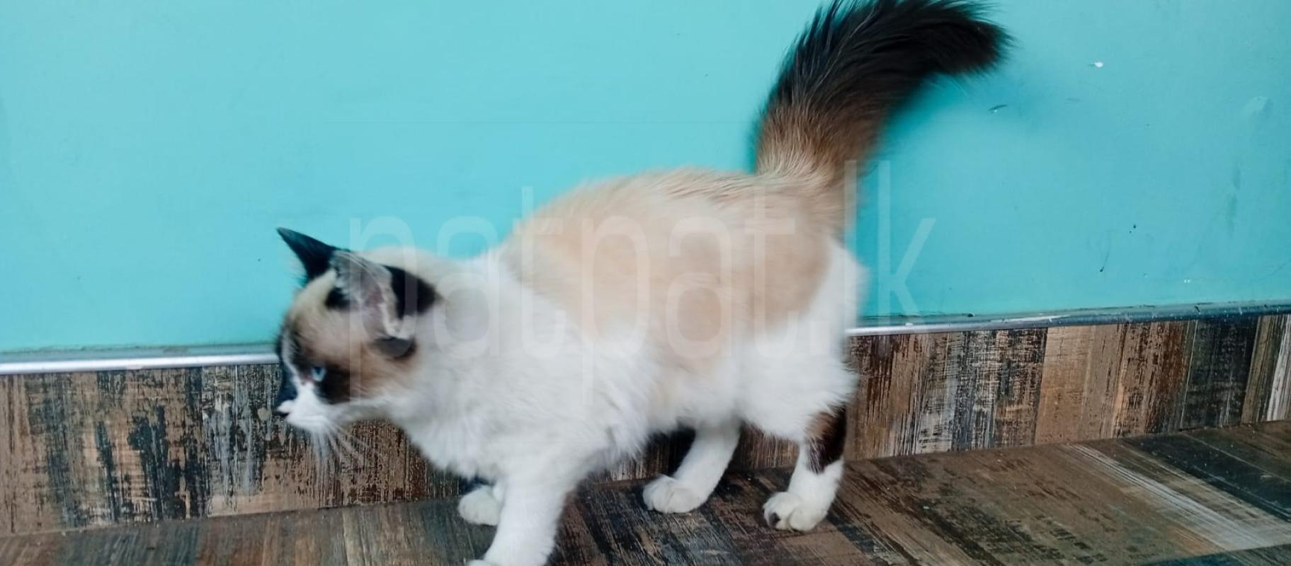 Himalayan