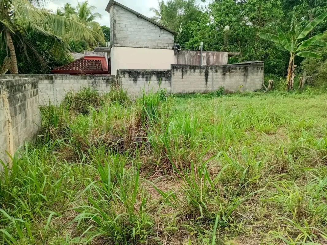 Agricultural Land for Sale in Avissawella