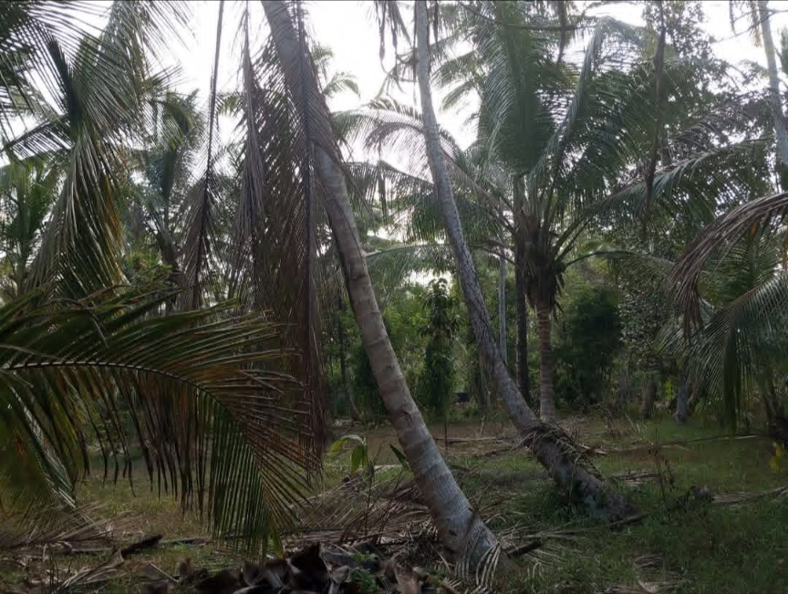 Commercial Land for Sale in Divulapitiya