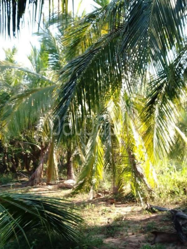 Agricultural Land for Sale in Embilipitiya ads-image-1