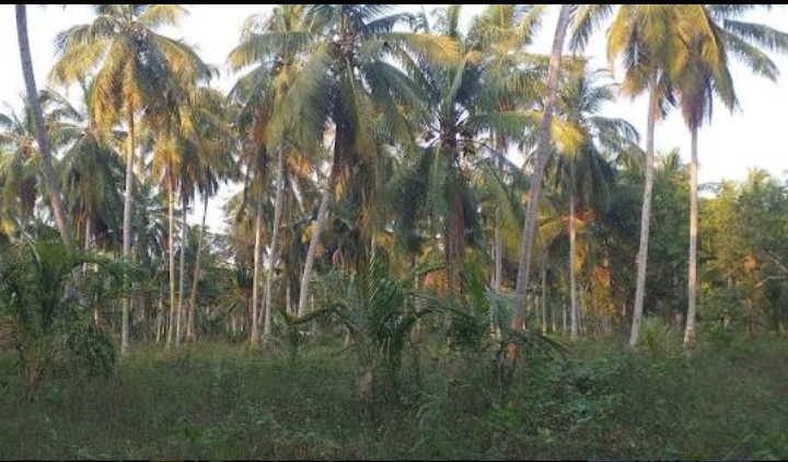 Agricultural Land for Sale in Gampaha ads-image-1