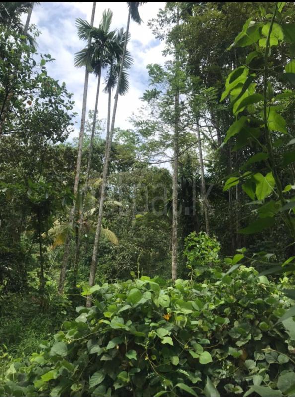 Residential Land for Sale in Dela