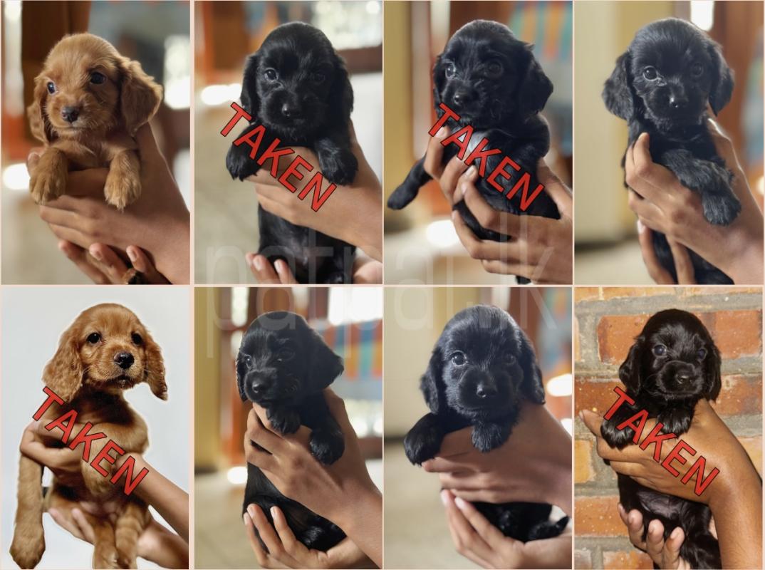 Cocker spaniel puppies ads-image-1