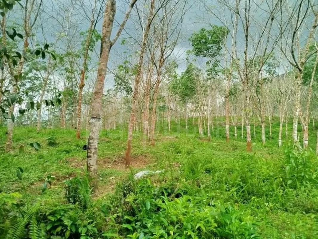 Commercial Land for Sale in Bulathsinhala ads-image-1