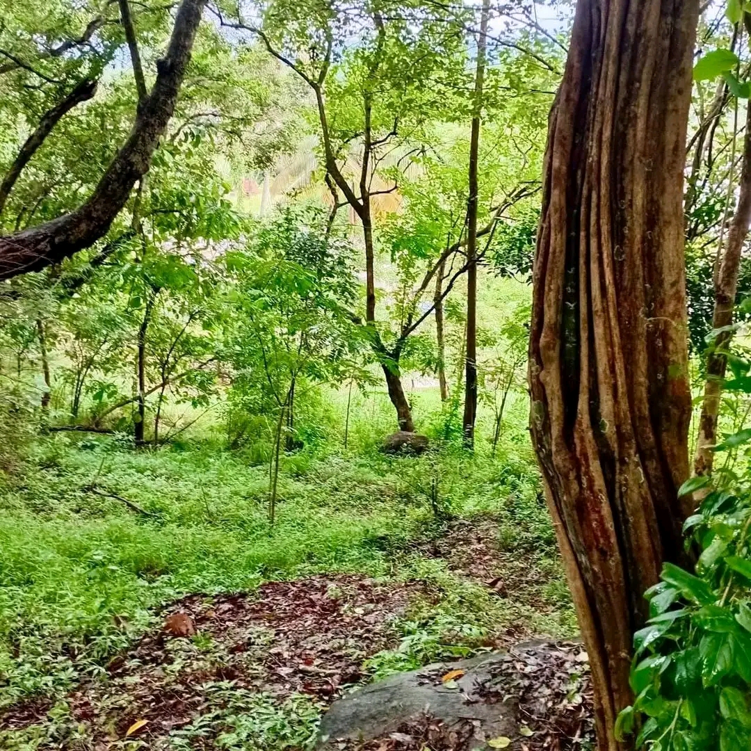 Agricultural Land for Sale in Ridigama