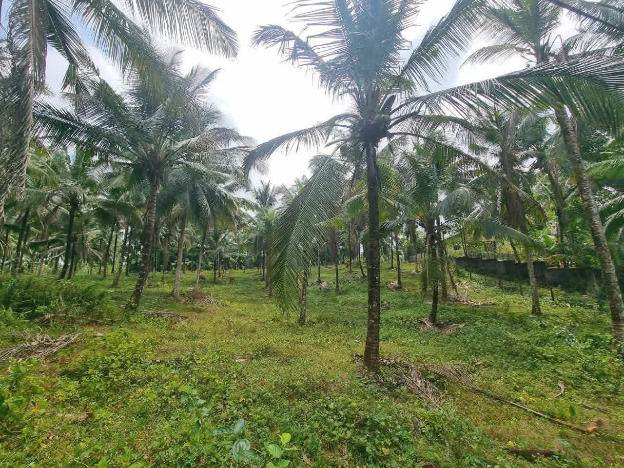 Agricultural Land for Sale in Kirindiwela