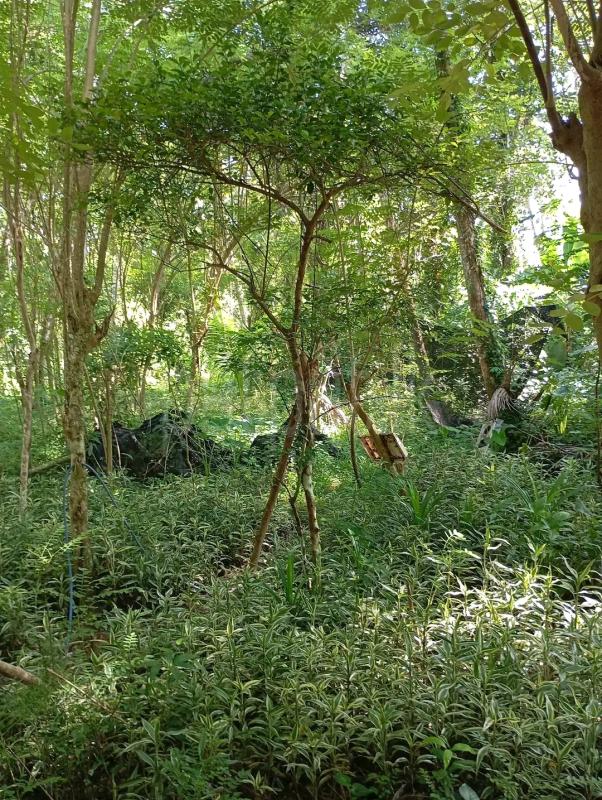 Agricultural Land for Sale in Maho