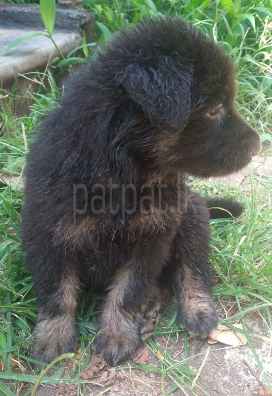 Lion Shepherd Puppies For Sale