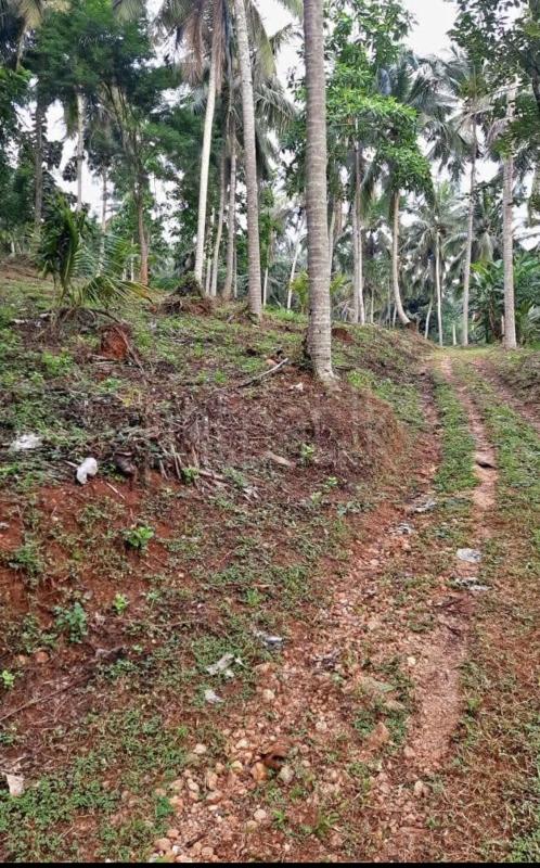 Agricultural Land for Sale in Kundasale