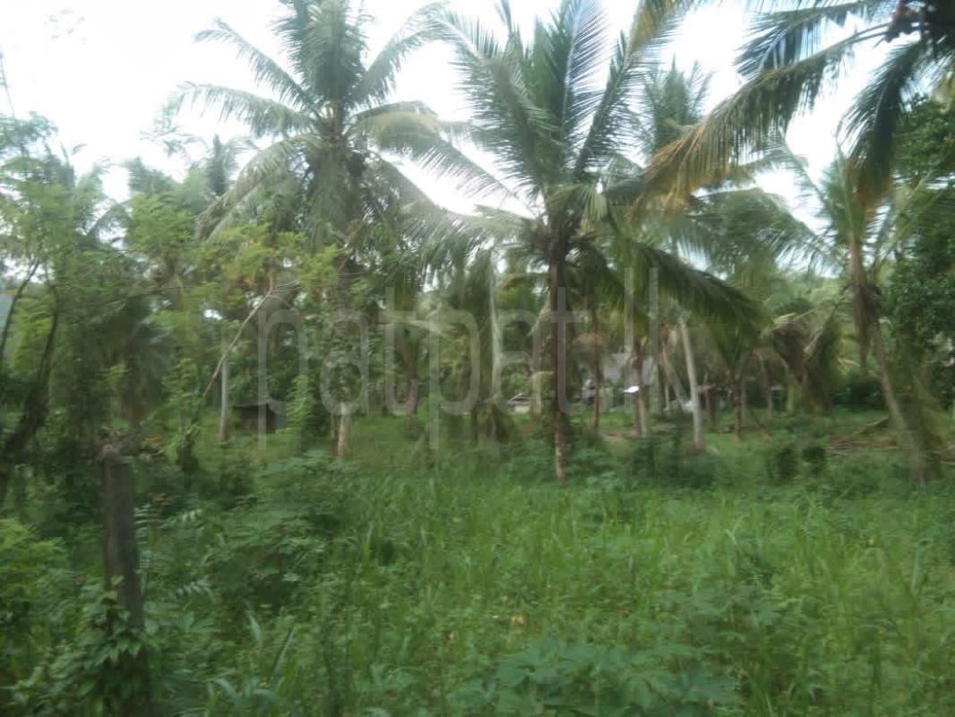 Agricultural Land for Sale in Pannala ads-image-1