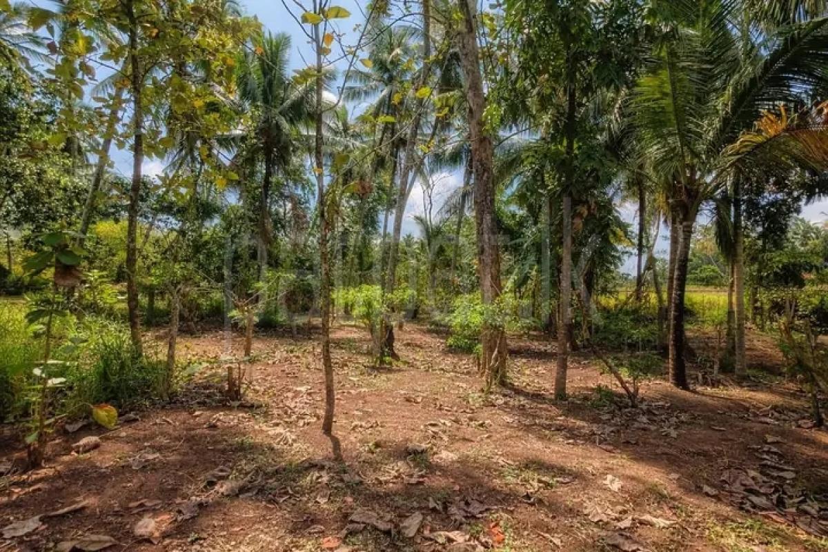 Commercial Land for Sale in Minuwangoda