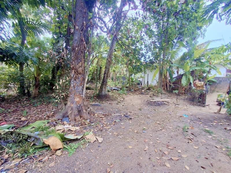 Agricultural Land for Sale in Panadura