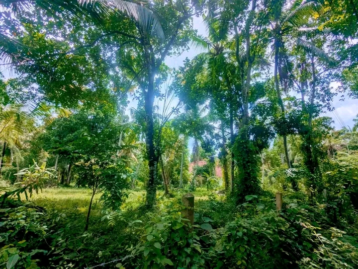 Commercial Land for Sale in Gampaha