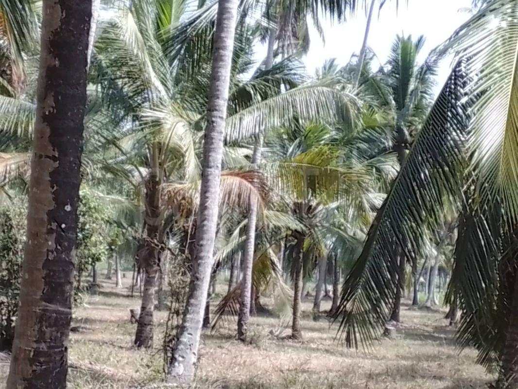 Agricultural Land for Sale in Dambadeniya ads-image-1