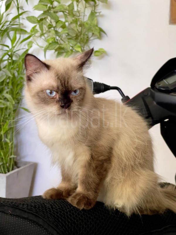 Purebred Persian Pair ads-image-1