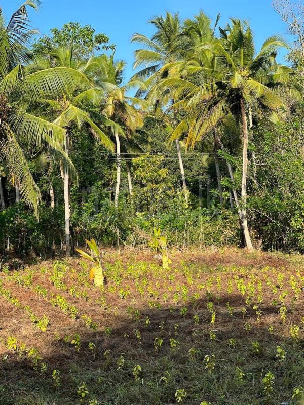 Agricultural Land for Sale in Anuradhapura