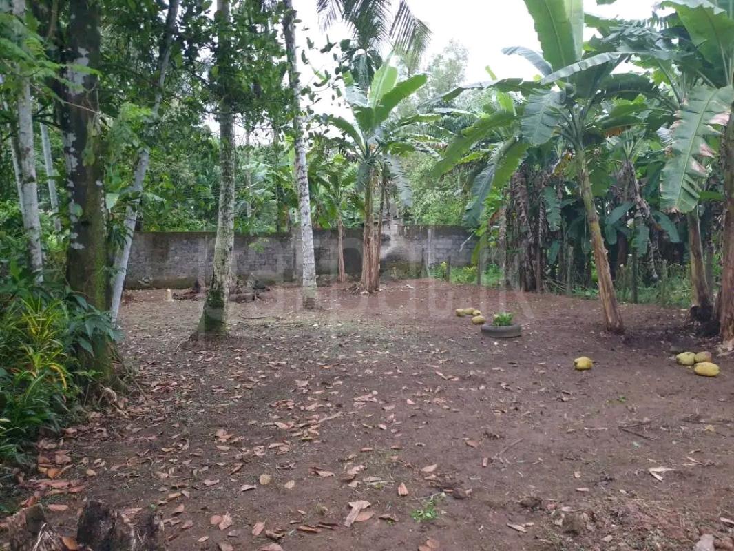 Agricultural Land for Sale in Pamunugama