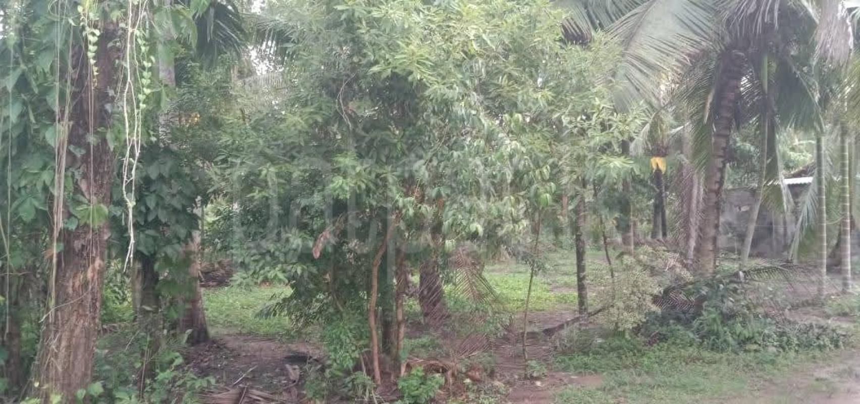 Commercial Land for Sale in Minuwangoda ads-image-1